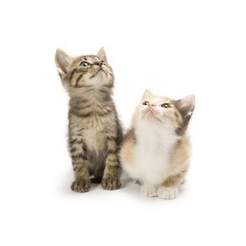 Kittens on white background