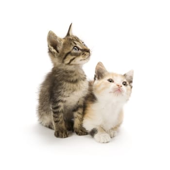 Kittens on white background