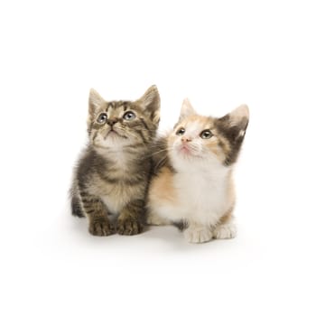 Kittens on white background