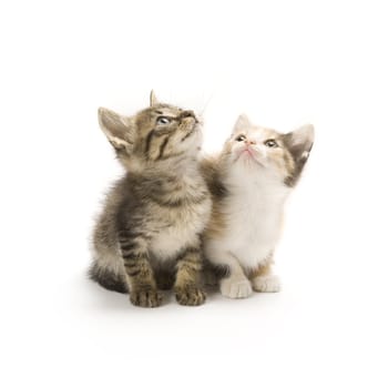 Kittens on white background