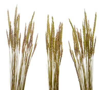 Beach grass (Ammophila arenaria) against white background.