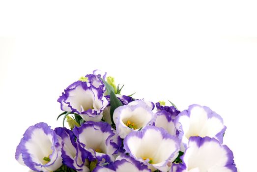 Beautiful violet flower isolated on white.