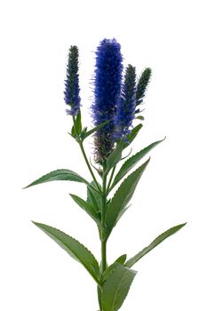Veronica flowering spikes, isolated on white background.