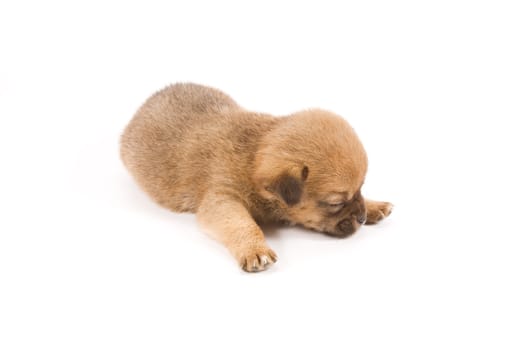 Sleeping puppy isolated on white