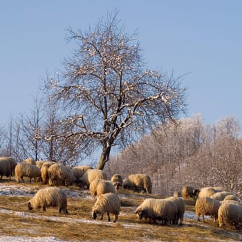 A flock of sheep in a winter landscape