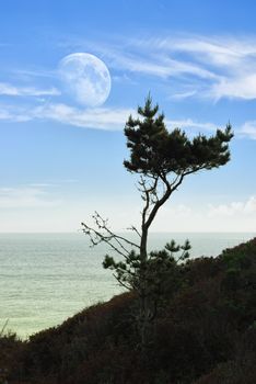 Seascape with a pine tree and big Moon over sea.