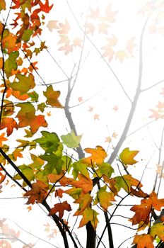 Background of fall maple leaves and tree branches