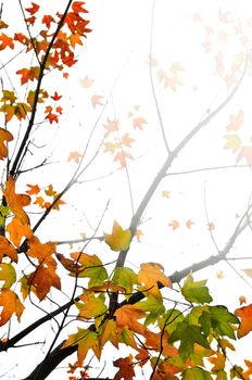 Background of fall maple leaves and tree branches