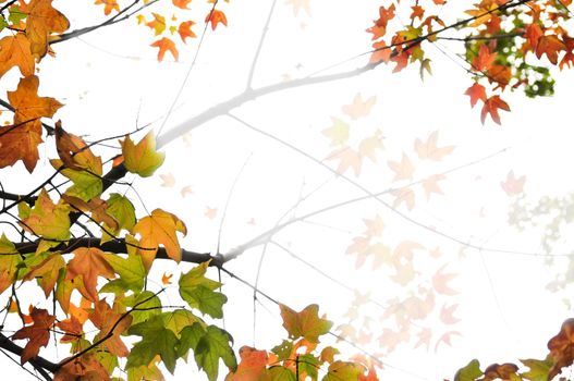 Background of fall maple leaves and tree branches