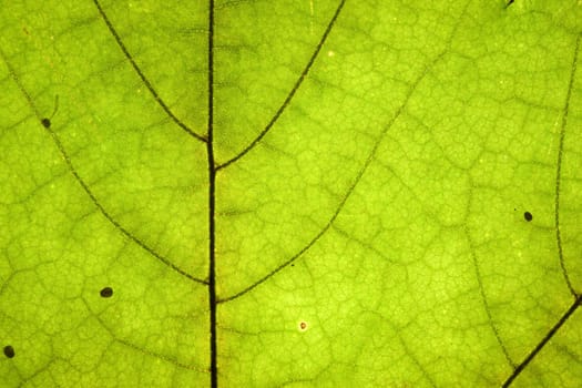 green dry leaf detail texture 