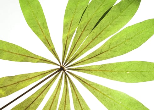 green dry leaf over white background 