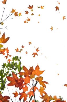 Background of fall maple leaves and tree branches