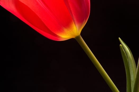 Red tulip on black background