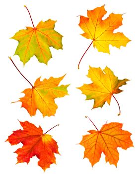 Several fall maple leaves isolated on white background