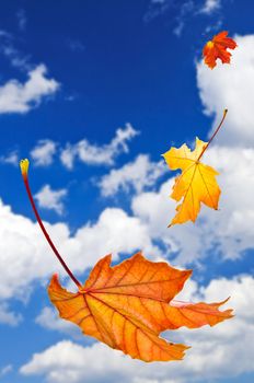 Fall maple leaves falling on blue sky background