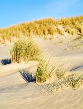 wavy grass and sand along the sea