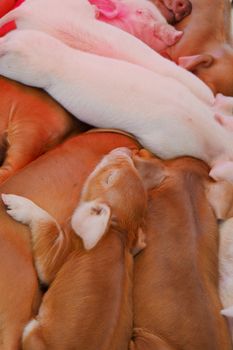 Pile of Brown, White, and pink pigles a couple days after birth