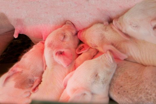 Pile of pink piglets feeding on their mothers teets