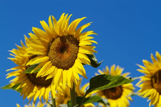 Several sunflowers with single in focus against blue sky