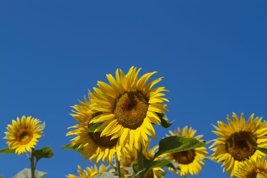 Several sunflowers with center single in focus against blue sky