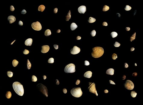 Various shells on black background