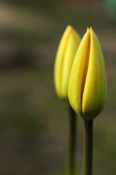 Two yellow tulip butts