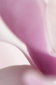 Magnolia petals