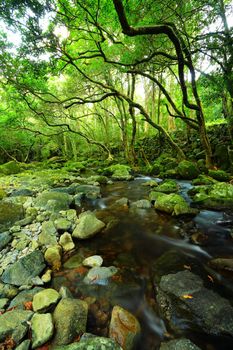 stream in forest