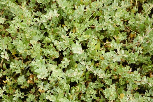 leaf background