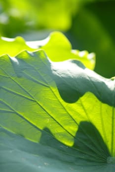 green lotus leaf