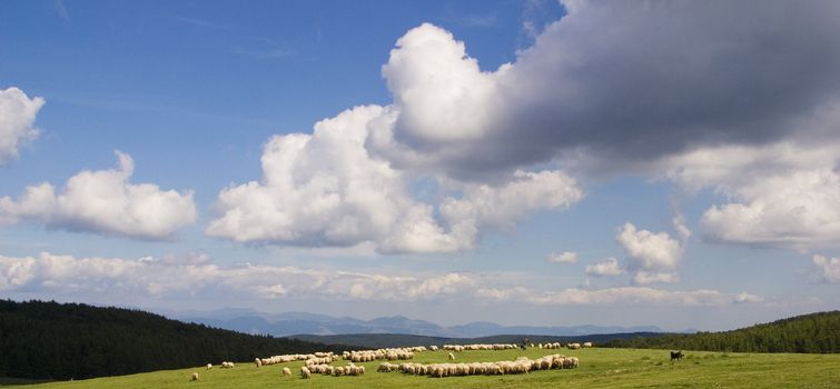 Sheep in a beautiful landscape