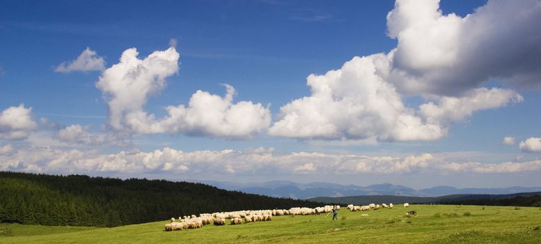 Sheep in a beautiful landscape