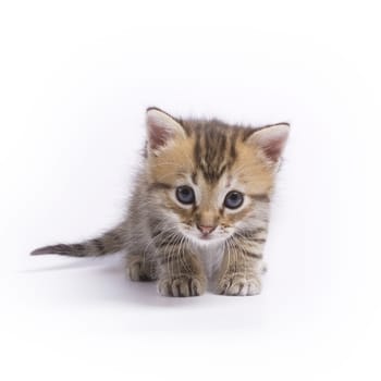 Cute kitten on white background