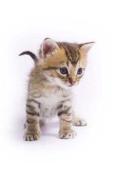 Cute kitten on white background