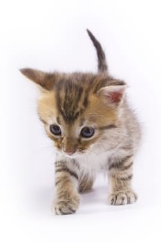 Cute kitten on white background