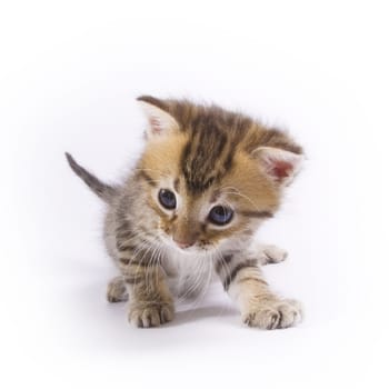 Cute kitten on white background