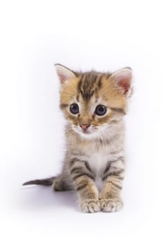 Cute kitten on white background