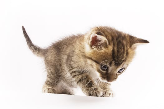 Cute kitten on white background