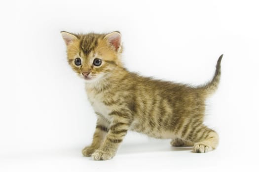 Cute kitten on white background