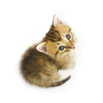 Cute kitten on white background