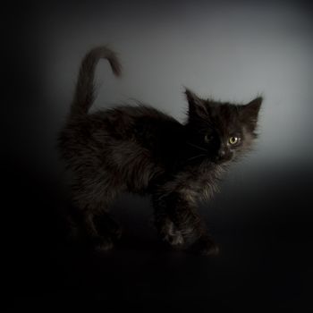 Cute black kitten on black background