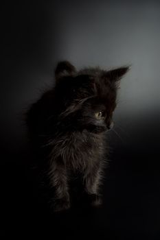 Cute black kitten on black background