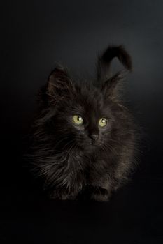 Cute black kitten on black background