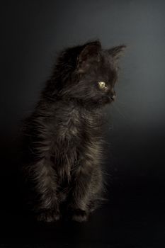 Cute black kitten on black background