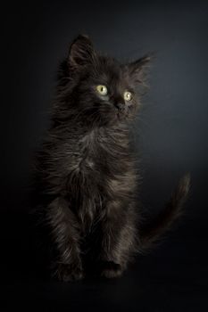 Cute black kitten on black background