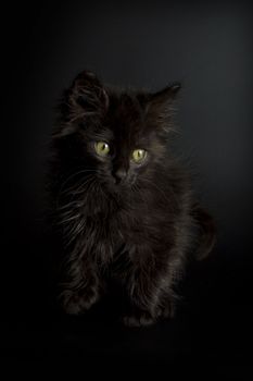 Cute black kitten on black background