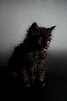 Cute black kitten on black background