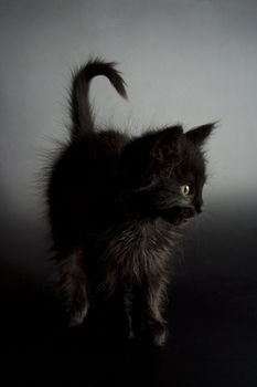 Cute black kitten on black background