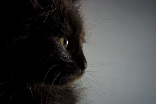 Cute black kitten on black background