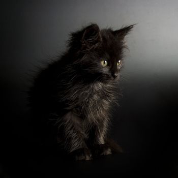 Cute black kitten on black background